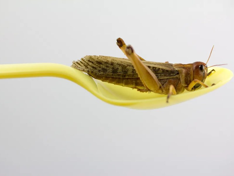 Insects Are the New Protein